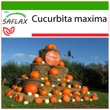 SAFLAX - Pumpkin - Atlantic Giant - 7 seeds - With potting substrate for better cultivation - Cucurbita maxima