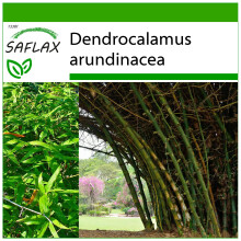 SAFLAX  - Dornenbambus - Dendrocalamus - 50 Samen - Mit Substrat