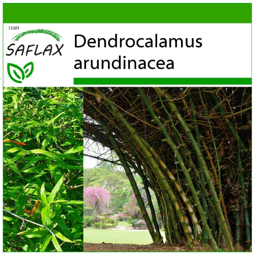 SAFLAX - Bambú de interior - 50 semillas - Con sustrato - Dendrocalamus
