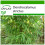 SAFLAX  - Kalkuttabambus - Dendrocalamus - 50 Samen - Mit Substrat 1