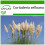SAFLAX  - Pampasgras - Cortaderia - 200 Samen - Mit Substrat 1