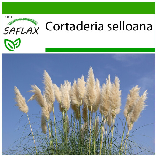 SAFLAX  - Pampasgras - Cortaderia - 200 Samen - Mit Substrat