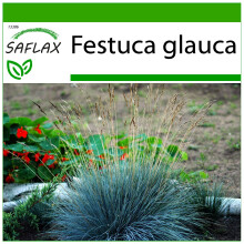SAFLAX  - Blauschwingelgras - Festuca - 50 Samen - Mit Substrat
