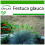 SAFLAX  - Blauschwingelgras - Festuca - 50 Samen - Mit Substrat 1