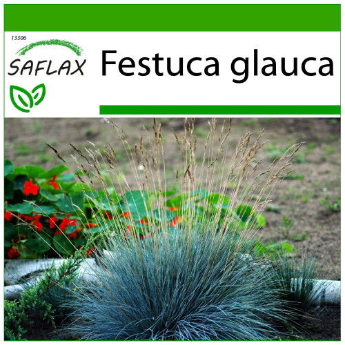 SAFLAX  - Blauschwingelgras - Festuca - 50 Samen - Mit Substrat
