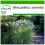 SAFLAX  - Chinaschilf - Miscanthus - 200 Samen - Mit Substrat 1