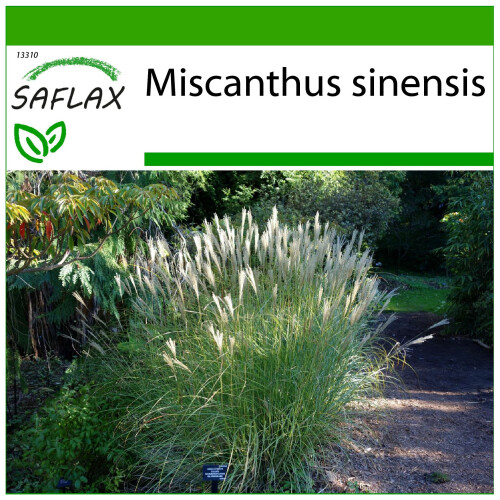 SAFLAX  - Chinaschilf - Miscanthus - 200 Samen - Mit Substrat