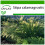 SAFLAX  - Kamelhaargras - Stipa - 50 Samen - Mit Substrat 1