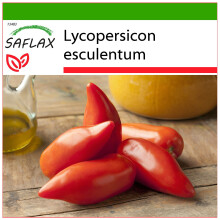 SAFLAX  - Tomate - Andenhorn - Lycopersicon - 10 Samen - Mit Substrat