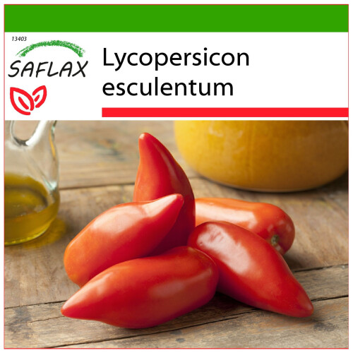 SAFLAX  - Tomate - Andenhorn - Lycopersicon - 10 Samen - Mit Substrat