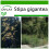 SAFLAX - Espolín - 10 semillas - Con sustrato - Stipa 1