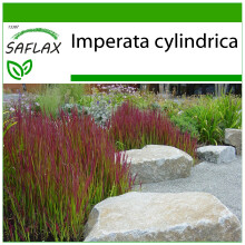 SAFLAX  - Blutgras - Imperata - 50 Samen - Mit Substrat