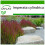 SAFLAX  - Blutgras - Imperata - 50 Samen - Mit Substrat 1