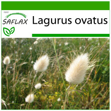 SAFLAX  - Hasenschwanzgras - Lagurus - 100 Samen - Mit Substrat