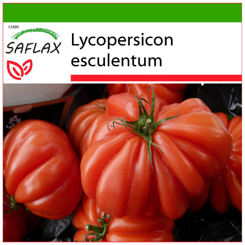 SAFLAX  - Tomate – Genovese - Lycopersicon - 10 Samen - Mit Substrat