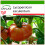SAFLAX  - Tomate – Brandywine - Lycopersicon - 10 Samen - Mit Substrat 1