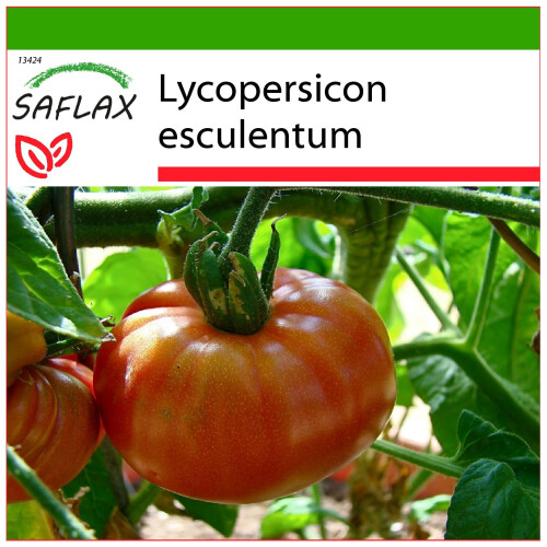 SAFLAX  - Tomate – Brandywine - Lycopersicon - 10 Samen - Mit Substrat