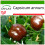 SAFLAX  - Paprika – Chocolate - Capsicum - 10 Samen - Mit Substrat 1