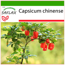 SAFLAX - Piment habanero - 10 graines - Avec substrat de culture sans germes - Capsicum chinense