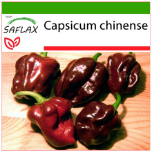 SAFLAX - Peperoncino Habanero Chocolate - 10 semi - Con substrato - Capsicum