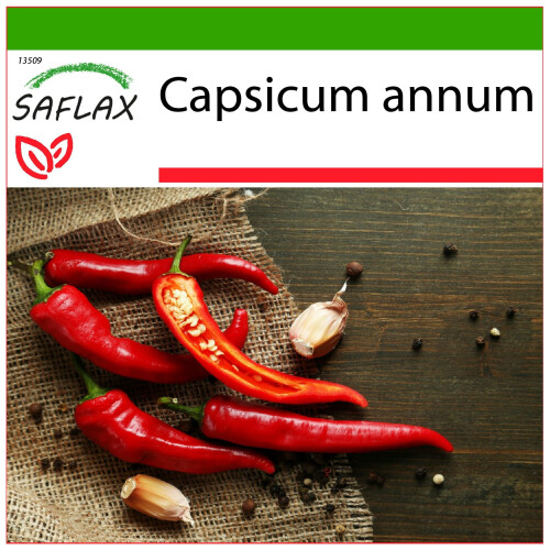 SAFLAX  - Chili – Cayenne - Capsicum - 20 Samen - Mit Substrat
