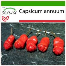 SAFLAX - Peperoncino Peter Peppers Penis - 10 semi - Con substrato - Capsicum