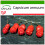 SAFLAX  - Chili - Penis Chili - Capsicum - 10 Samen - Mit Substrat 1
