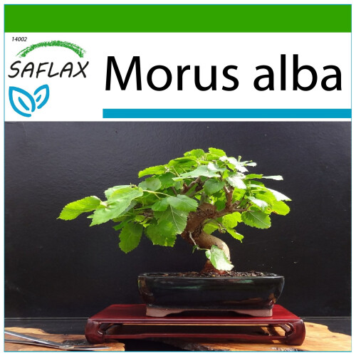 SAFLAX  - Weißer Maulbeerbaum - Morus - 200 Samen - Mit Substrat