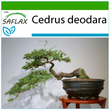 SAFLAX - Bonsai - Indian Cedar - 35 seeds - With potting substrate for better cultivation - Cedrus deodara