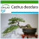 SAFLAX  - Himalaya Zeder - Cedrus - 35 Samen - Mit Substrat 1