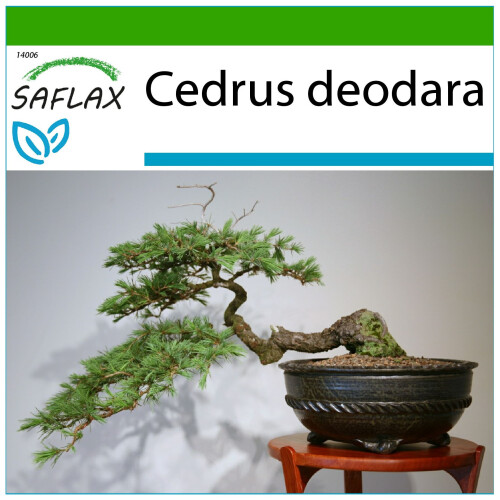 SAFLAX  - Himalaya Zeder - Cedrus - 35 Samen - Mit Substrat