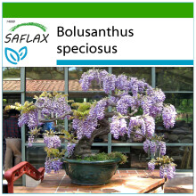 SAFLAX - Bonsai - African Wisteria Tree - 15 seeds - With potting substrate for better cultivation - Bolusanthus speciosus