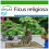 SAFLAX  - Buddha-Feige - Ficus - 100 Samen - Mit Substrat 1