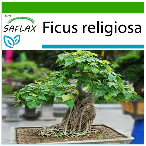 SAFLAX  - Buddha-Feige - Ficus - 100 Samen - Mit Substrat