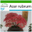 SAFLAX  - Rotahorn - Acer - 20 Samen - Mit Substrat 1
