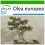 SAFLAX  - Ölbaum - Olea - 20 Samen - Mit Substrat 1