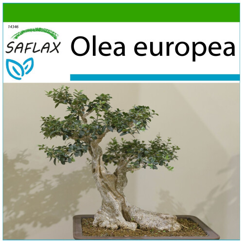 SAFLAX  - Ölbaum - Olea - 20 Samen - Mit Substrat