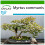 SAFLAX  - Echte Myrte - Myrtus - 30 Samen - Mit Substrat 1