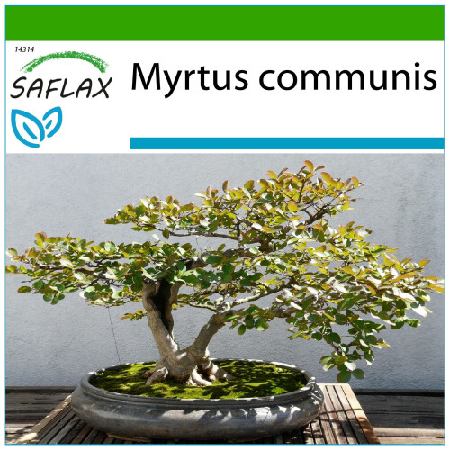 SAFLAX  - Echte Myrte - Myrtus - 30 Samen - Mit Substrat