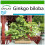 SAFLAX  - Ginkgo - Ginkgo - 4 Samen - Mit Substrat 1