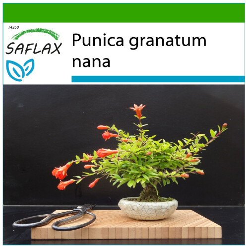 SAFLAX - Melograno nano - 50 semi - Con substrato - Punica