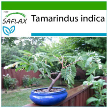 SAFLAX  - Tamarindo - 4 semillas - Con sustrato - Tamarindus