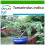 SAFLAX  - Tamarinde - Tamarindus - 4 Samen - Mit Substrat 1