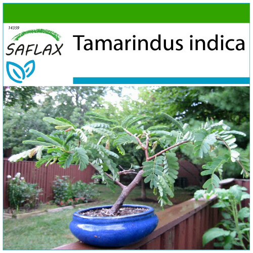 SAFLAX  - Tamarinde - Tamarindus - 4 Samen - Mit Substrat