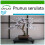 SAFLAX  - Blütenkirsche - Prunus - 30 Samen - Mit Substrat 1