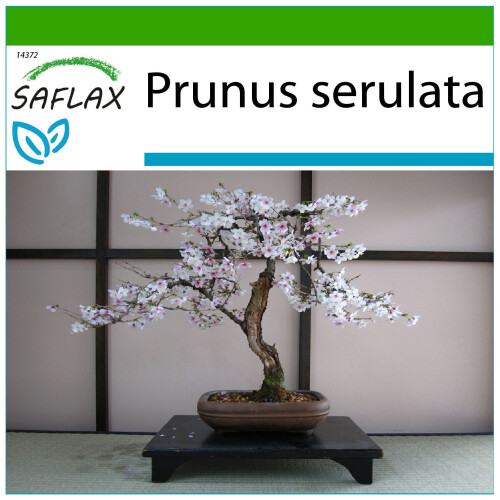SAFLAX  - Blütenkirsche - Prunus - 30 Samen - Mit Substrat