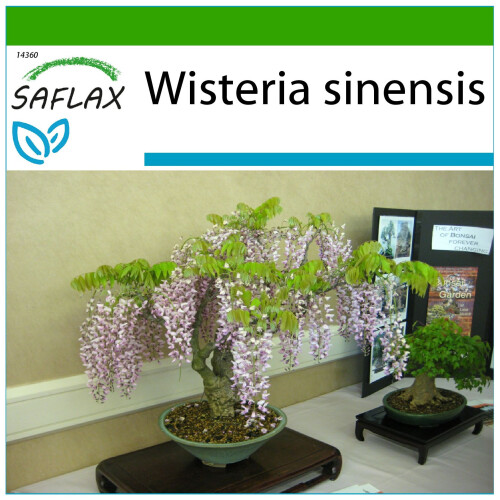 SAFLAX  - Blauregen  - Wisteria - 4 Samen - Mit Substrat
