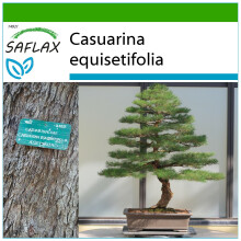 SAFLAX - Bonsai - Sea Ironwood - 200 seeds - With potting substrate for better cultivation - Casuarina equisetifolia