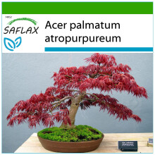 SAFLAX - Erable du Japon pourpre - 20 graines - Avec substrat de culture sans germes - Acer palmatum atropurpureum
