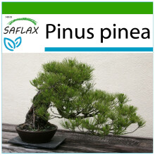 SAFLAX - Bonsai - Stone Pine - 6 seeds - With potting substrate for better cultivation - Pinus pinea